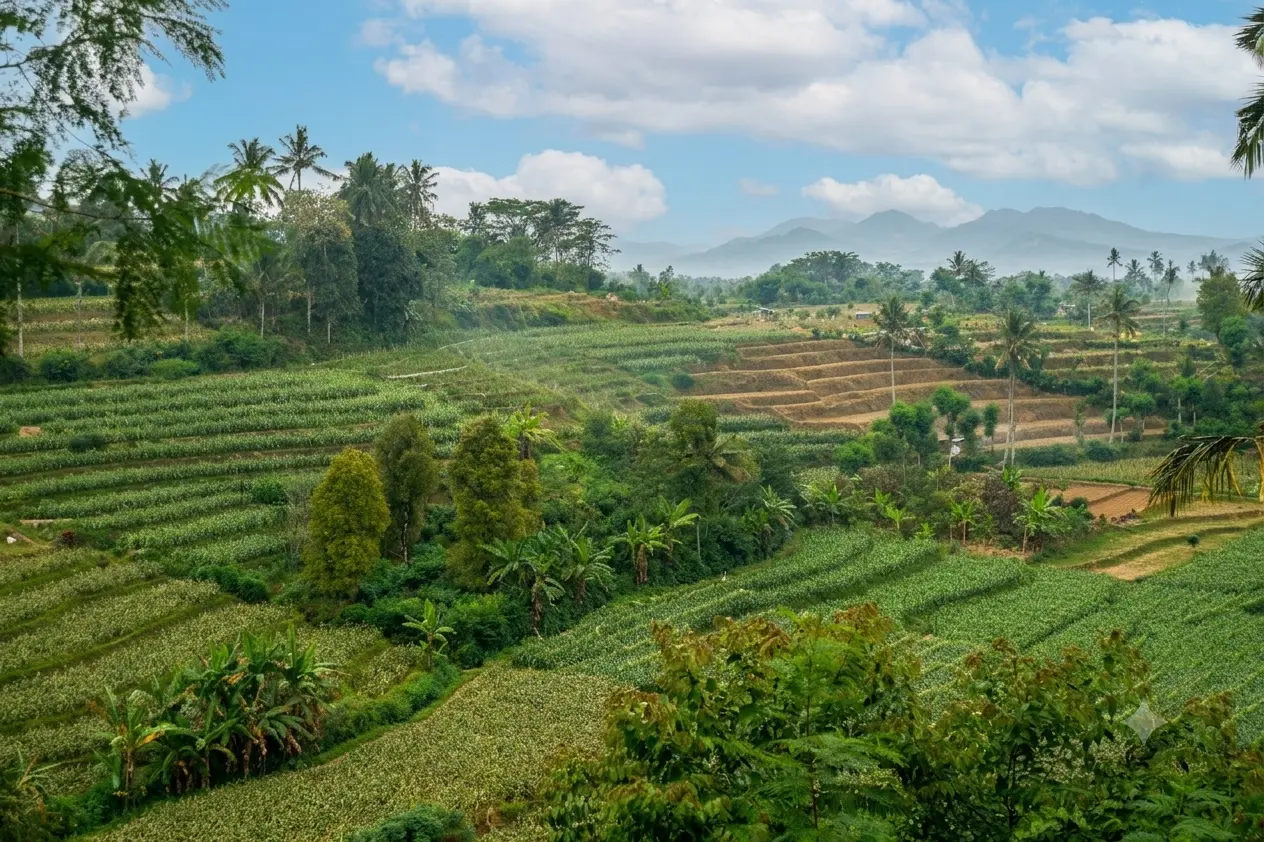 Petani